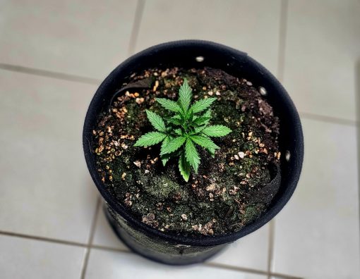 Biddy Early Feminized Beginning Stages