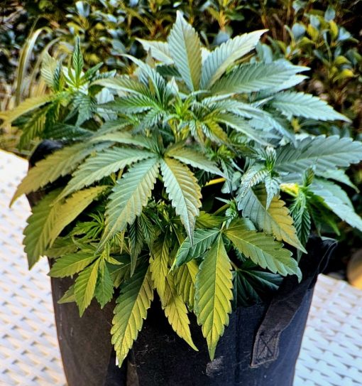 Big Haze Autoflower Beginning Stages