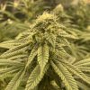 Big Haze Autoflower Cannabis Plant