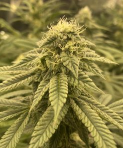 Big Haze Autoflower Cannabis Plant