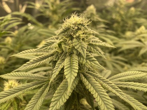 Big Haze Autoflower Cannabis Plant