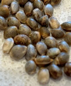 Big Haze Autoflower Cannabis Seeds