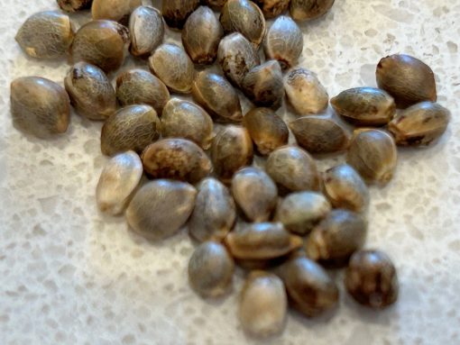 Big Haze Autoflower Cannabis Seeds