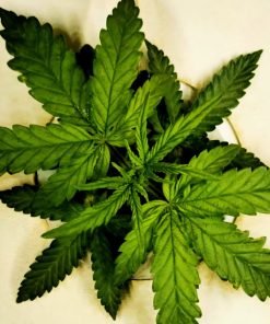 Black Diamond Feminized Beginning Stages
