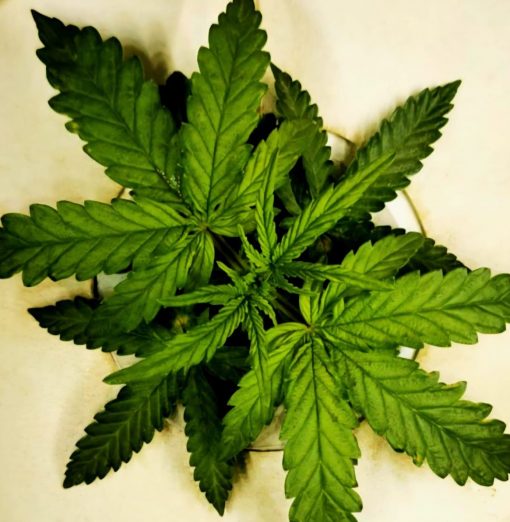 Black Diamond Feminized Beginning Stages