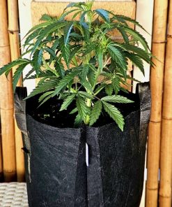 Blue Cheese Autoflower Beginning Stages