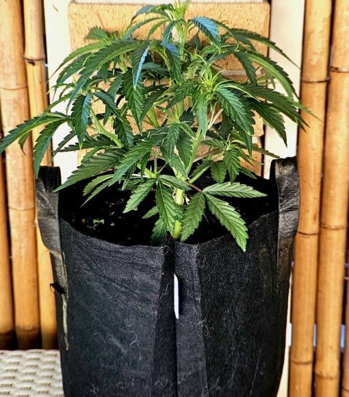 Blue Cheese Autoflower Beginning Stages