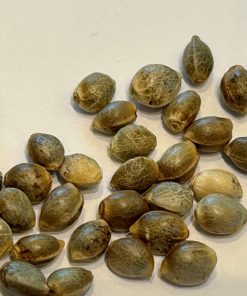 Blue Cheese Autoflower Cannabis Seeds