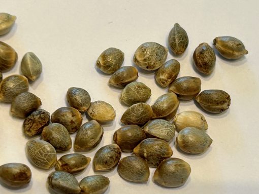 Blue Cheese Autoflower Cannabis Seeds