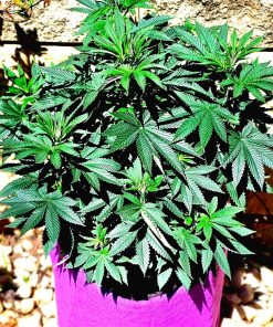 Bubba Kush Beginning Stages