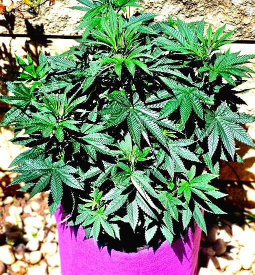 Bubba Kush Beginning Stages