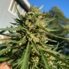 Bubba Kush Feminized Cannabis Plant