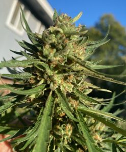 Bubba Kush Feminized Cannabis Plant