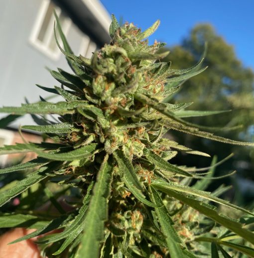 Bubba Kush Feminized Cannabis Plant