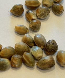 Bubba Kush Feminized Cannabis Seeds