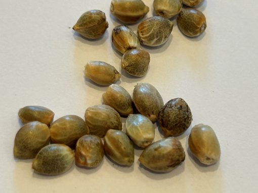 Bubba Kush Feminized Cannabis Seeds