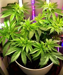 Bubble Gum Regular Beginning Stages