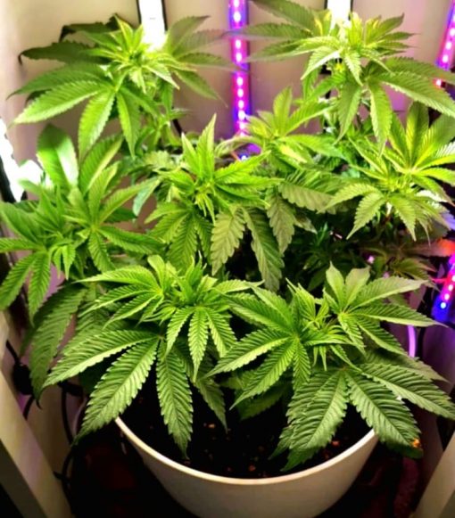 Bubble Gum Regular Beginning Stages