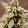 Bubble Gum Regular Plant