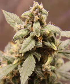 Bubble Gum Regular Plant