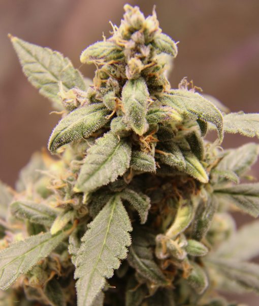 Bubble Gum Regular Plant