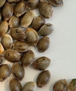 Bubble Gum Regular Seeds