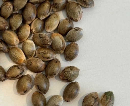 Bubble Gum Regular Seeds