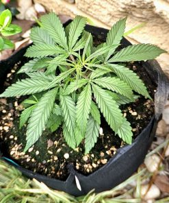 Cannatonic CBD Beginning Stages