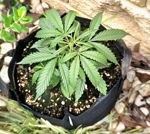 Cannatonic CBD Beginning Stages