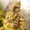 Cannatonic CBD Seeds