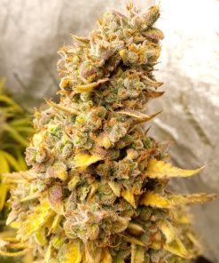 Cannatonic CBD Seeds