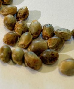 Cannatonic CBD Seeds