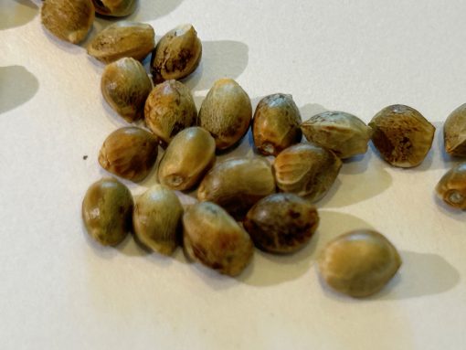 Cannatonic CBD Seeds