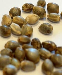 Cherry Pie Feminized Cannabis Seeds