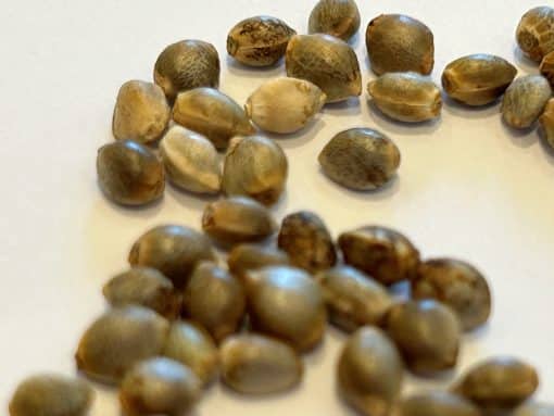 Cherry Pie Feminized Cannabis Seeds