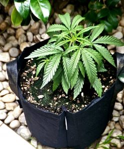 Cherry Pie Strain Beginning Stages