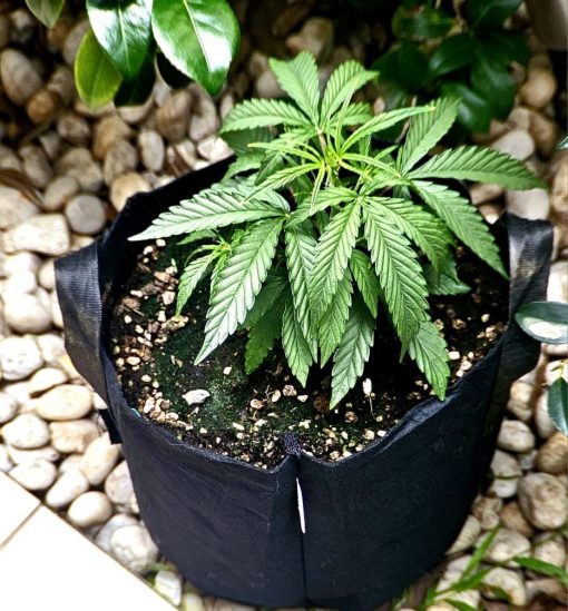 Cherry Pie Strain Beginning Stages