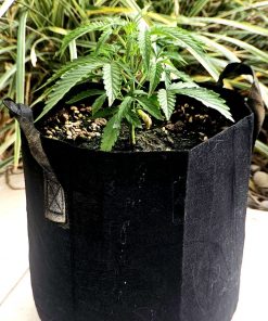 Critical Mass CBD Beginning Stages