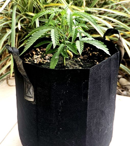 Critical Mass CBD Beginning Stages