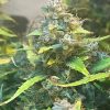 Critical Mass CBD Plant