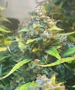 Critical Mass CBD Plant