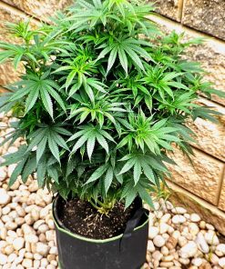 Easy Bud Feminized Beginning Stages