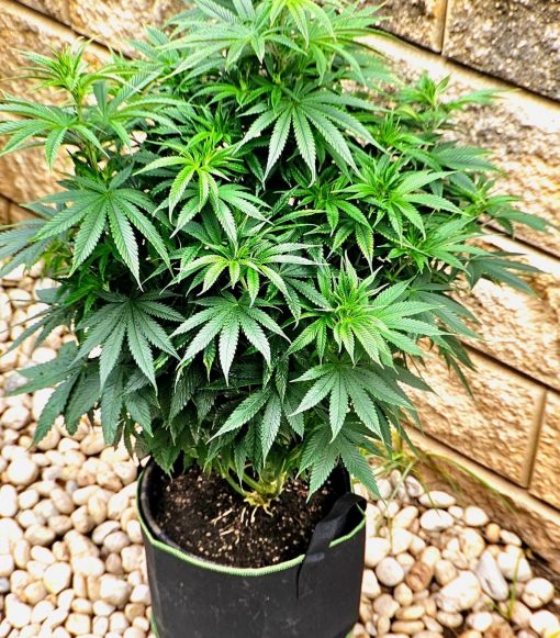 Easy Bud Feminized Beginning Stages