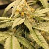 Easy Bud Feminized Cannabis Plant