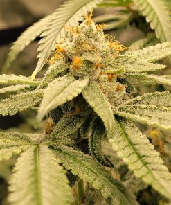 Easy Bud Feminized Cannabis Plant