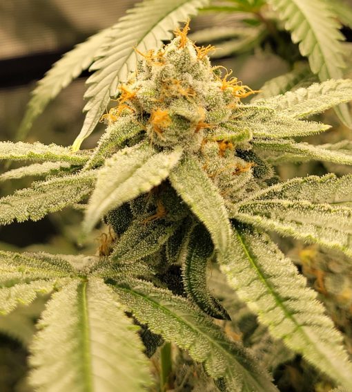 Easy Bud Feminized Cannabis Plant
