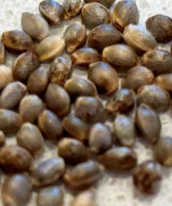 Easy Bud Feminized Cannabis Seeds
