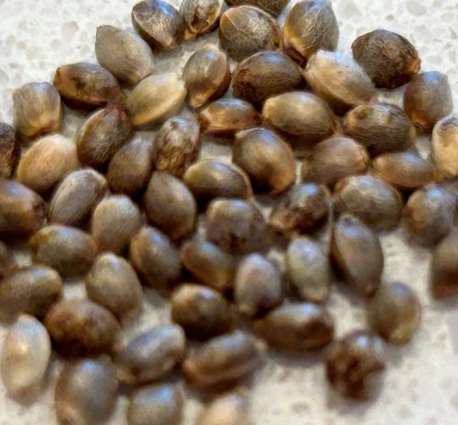 Easy Bud Feminized Cannabis Seeds
