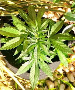 Fruity Pebbles Cannabis Plant