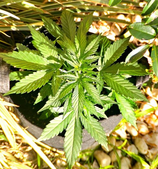 Fruity Pebbles Cannabis Plant
